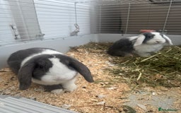 Mini Lop rabbits for sale: Mini Lop Sisters Looking for a Loving Home! - Image 3