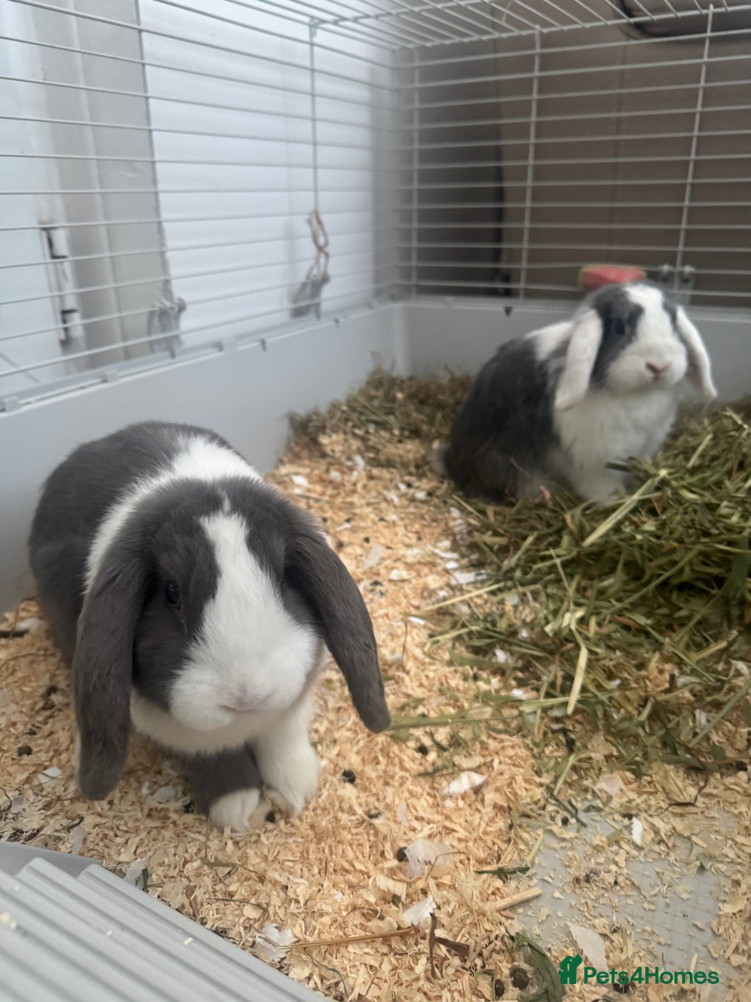 Mini Lop rabbits for sale: Mini Lop Sisters Looking for a Loving Home! - Image 3
