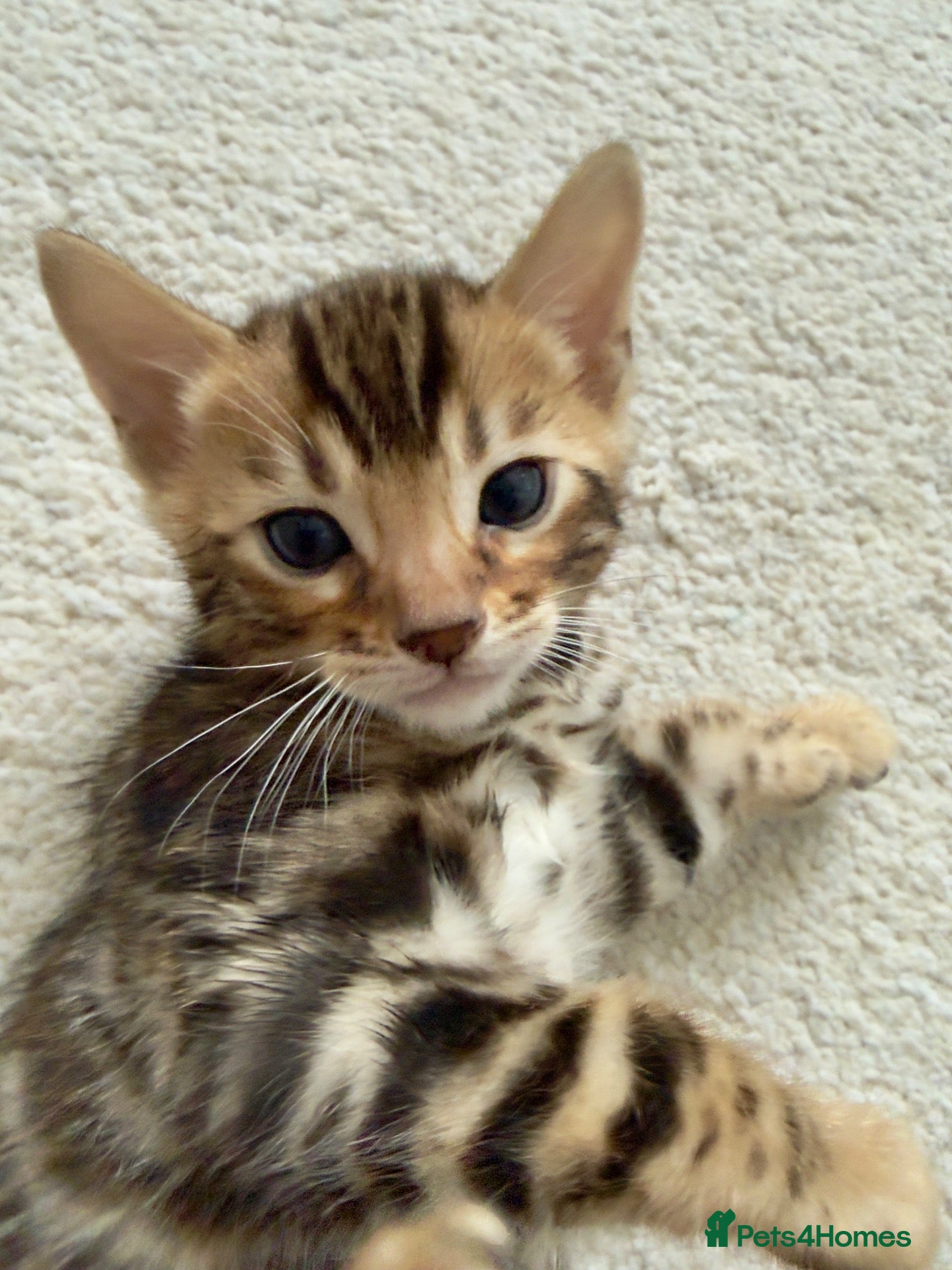 Bengal cats 🐆 Outstanding Little Leopards🐆  - Advert 2
