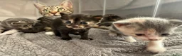 British Shorthair cats for sale: PLEASE READ ADVERT LAST TWO FEMALE KITTEN’S LEFT  - Advert 10