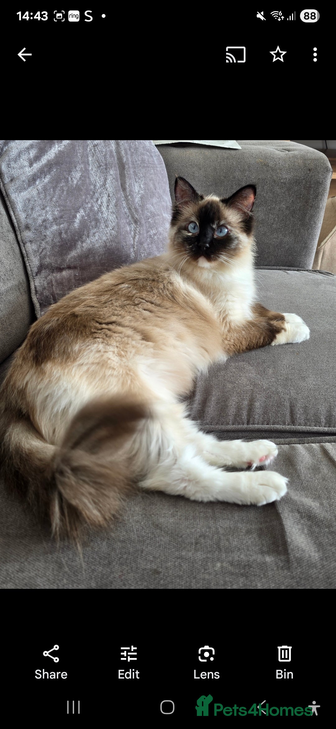 Ragdoll cats for sale: Ragdolls Due 12th August  - Image 2