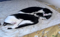 Domestic Shorthair cats for sale: 2 female Kittens - Image 11