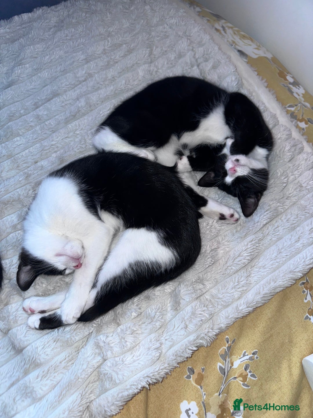 Domestic Shorthair cats for sale: 2 female Kittens - Image 11