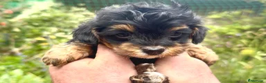 Maltipoo Puppy 3