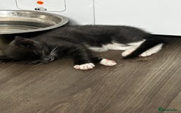 Mixed Breed cats for sale: 4 fluffy kittens  - Image 8