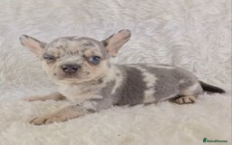 Chihuahua dogs for sale: Chihuahua X French Bulldog Puppies  - Image 21