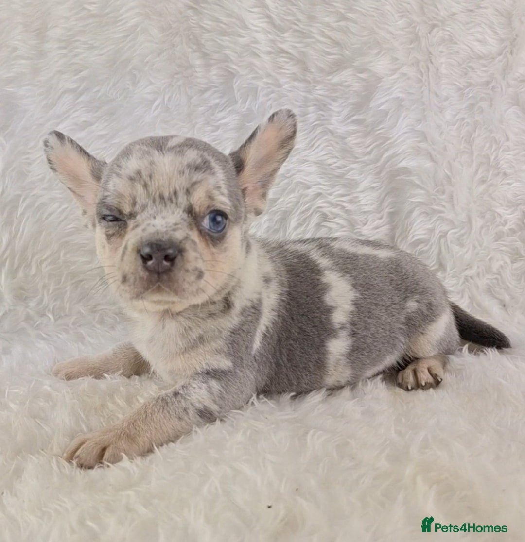 Chihuahua dogs for sale: Chihuahua X French Bulldog Puppies  - Image 21