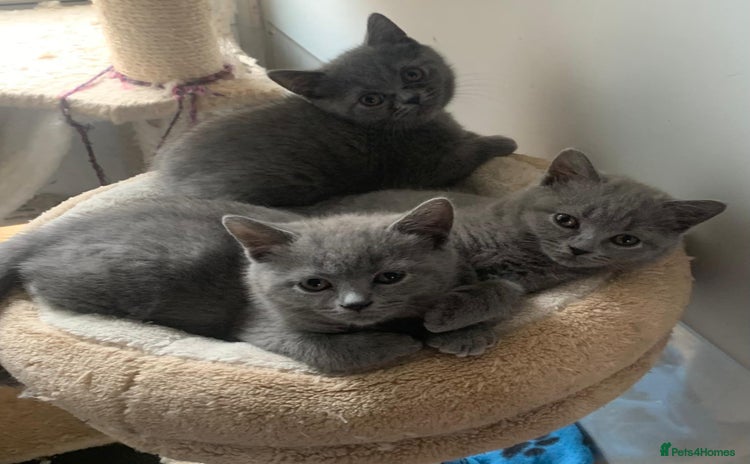 British Shorthair cats - Advert 2