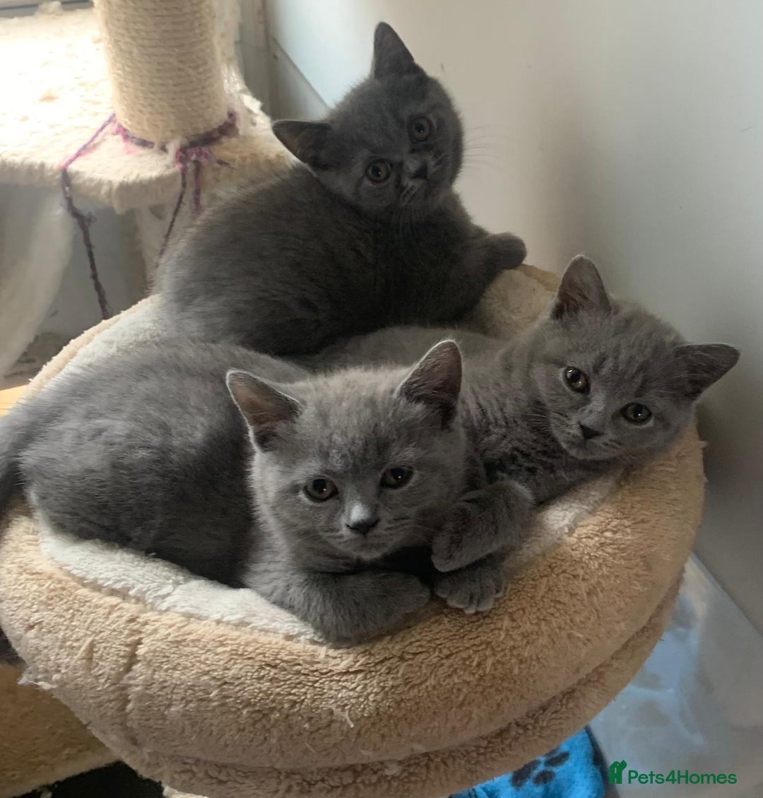 British Shorthair cats for sale: READY NOW. 3 Gorgeous Playful Affectionate BSH - Image 1