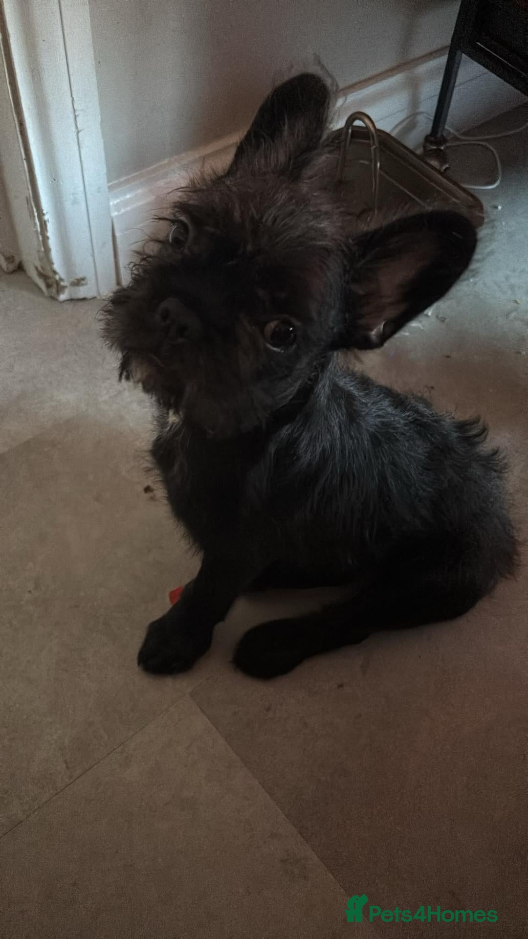 French Bulldog dogs Last full fluffy frenchie princess left  - Advert 1