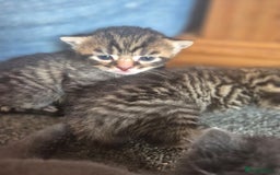 Mixed Breed cats for sale: Two Tabby Boys For Sale  - Image 4