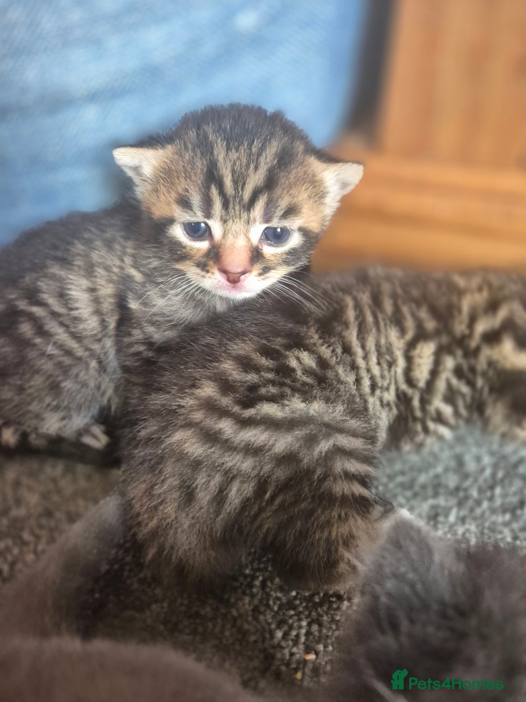 Mixed Breed cats for sale: Two Tabby Boys For Sale  - Image 4