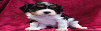 Cavalier King Charles Spaniel 1