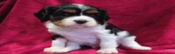 Cavalier King Charles Spaniel dogs for sale: Healthy & House-Trained Cavalier King Charles  in Brighton - Advert 13