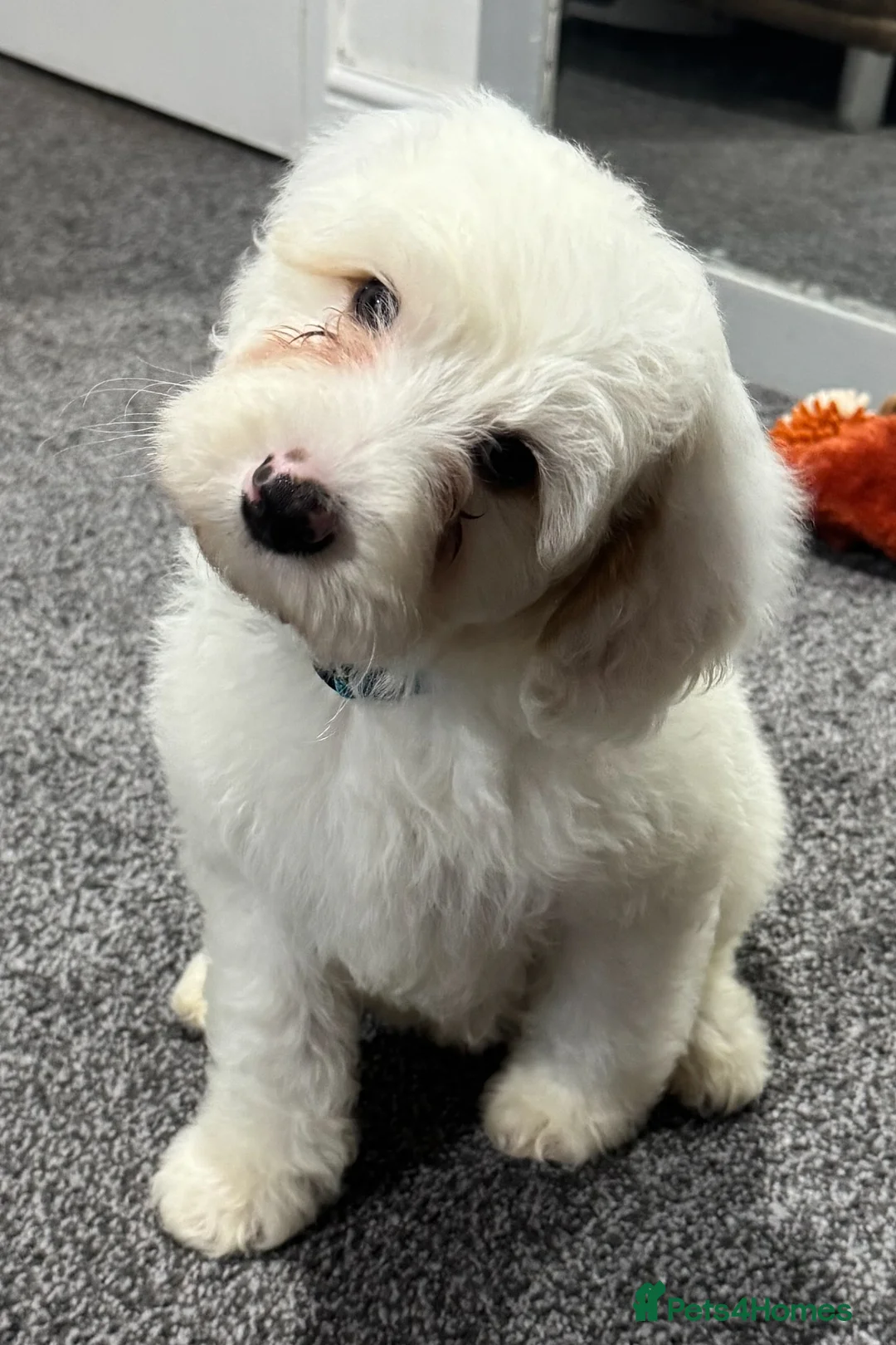 Australian Labradoodle dogs for sale: Multi-Gen Australian Labradoodle Puppies - Advert 20