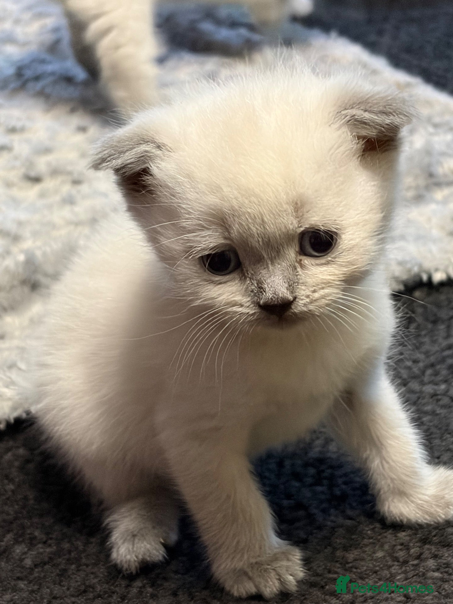 British Shorthair cats BSH kittens  - Advert 15