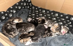Mixed Breed cats for sale: Beautiful Tabby Kittens For Sale  - Image 9