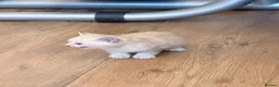 Bengal cats for sale: Snow/Leopard Bengal Kittens- Last One Left - Ready - Advert 11