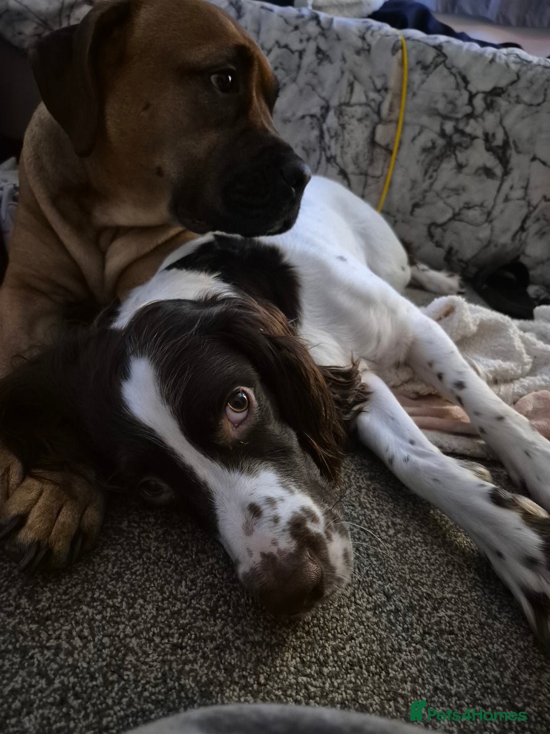 Mixed Breed dogs for sale: Bullmastiff x Springer Spaniel Puppies - Advert 14