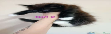 Mixed Breed 4