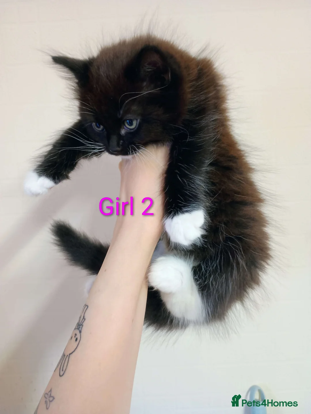 Mixed Breed cats for sale: Ragdoll mix kittens looking for a new home!! in Leeds - Advert 2