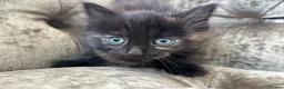 Mixed Breed cats for sale: Long haired female kittens  - Advert 2