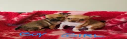 Chihuahua dogs for sale: Adorable Chihuahua puppies - Advert 2