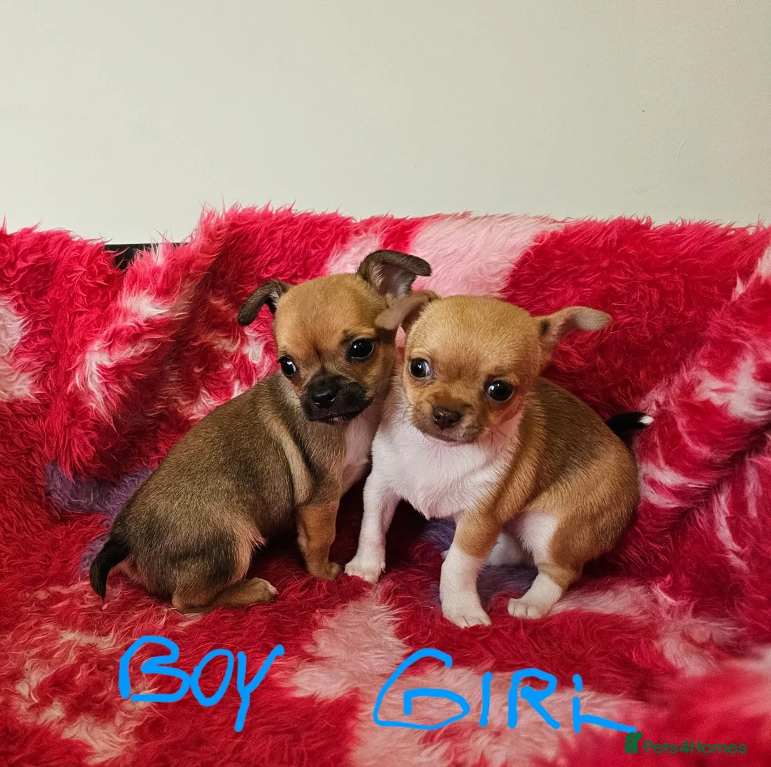 Chihuahua dogs for sale: Adorable Chihuahua puppies - Advert 2