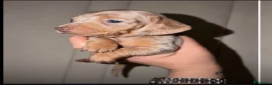 Miniature Dachshund 4