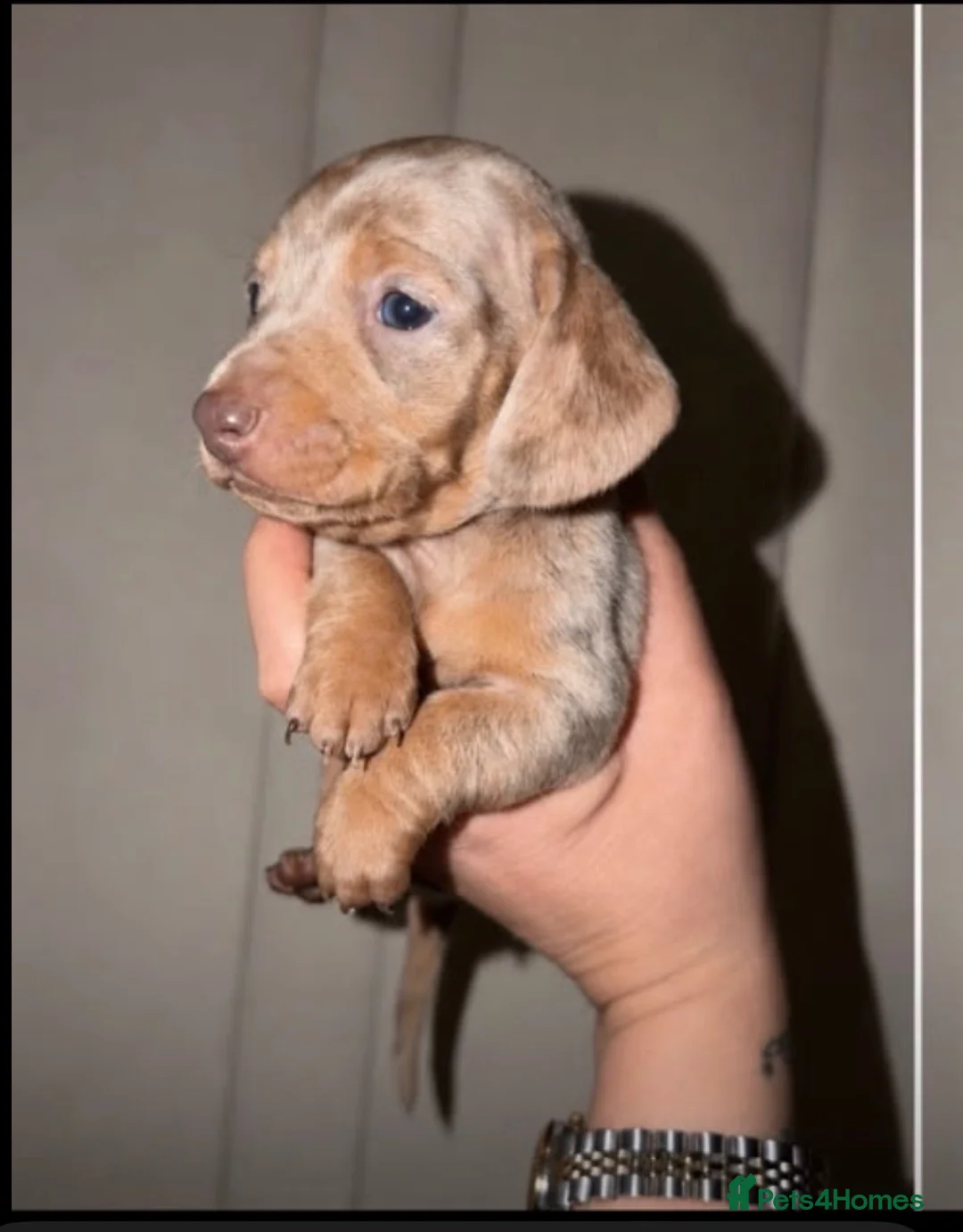 Miniature Dachshund dogs for sale: Miniature sausage dogs - Advert 2