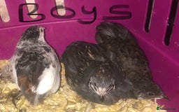 Quail poultry for sale: QUAIL HATCHING EGGS/15TH OCT ! - Image 38