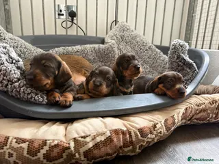 Dachshund dogs Standard Wire Haired Dachshund - Advert 14