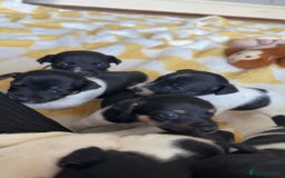 Jack Russell dogs for sale: Jack russell pups - Image 9