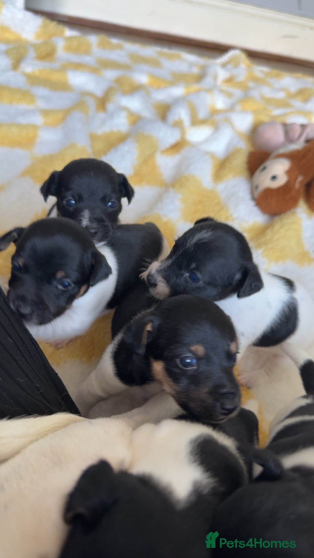 Jack Russell dogs for sale: Jack russell pups - Image 9