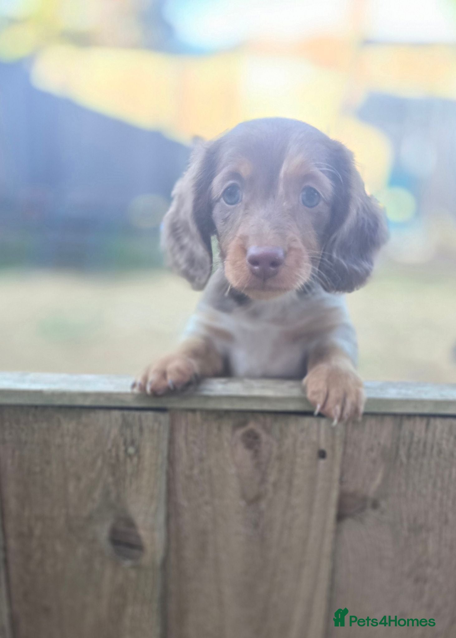 Miniature Dachshund dogs Beautiful Longhair Miniature Dachshund girl - Advert 9