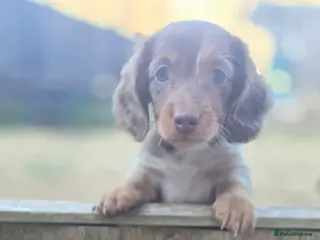 Miniature Dachshund dogs Beautiful Longhair Miniature Dachshund girl - Advert 9