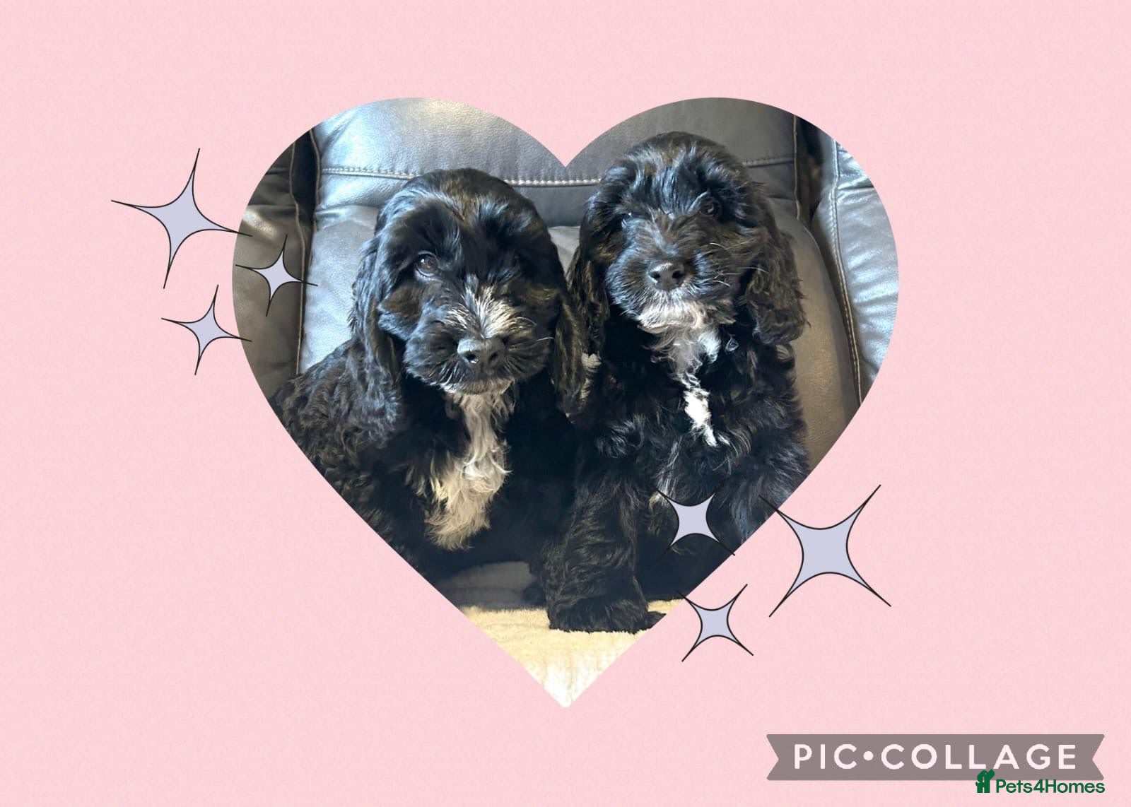 Cockapoo dogs 🩷 2 show type Cockapoo girls 🩷 - Advert 1