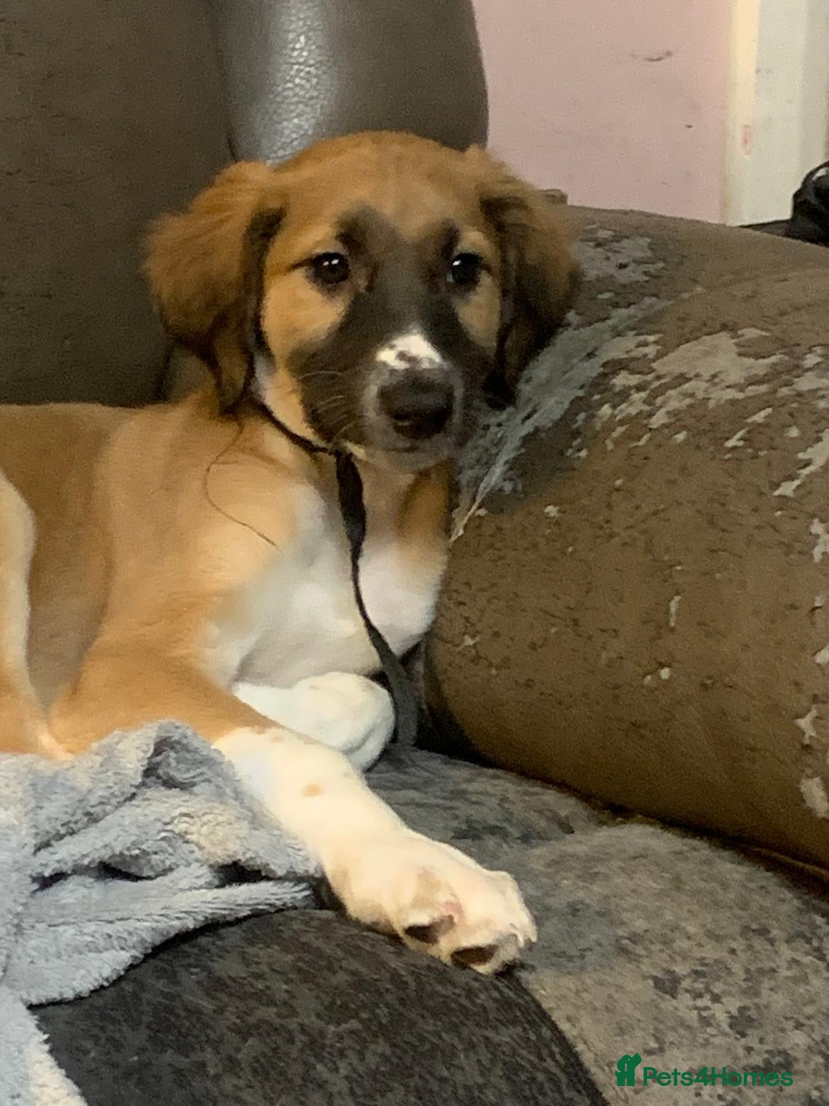 Mixed Breed dogs  3/4 saluki x 1/4 whippet puppies last two reduced - Advert 1