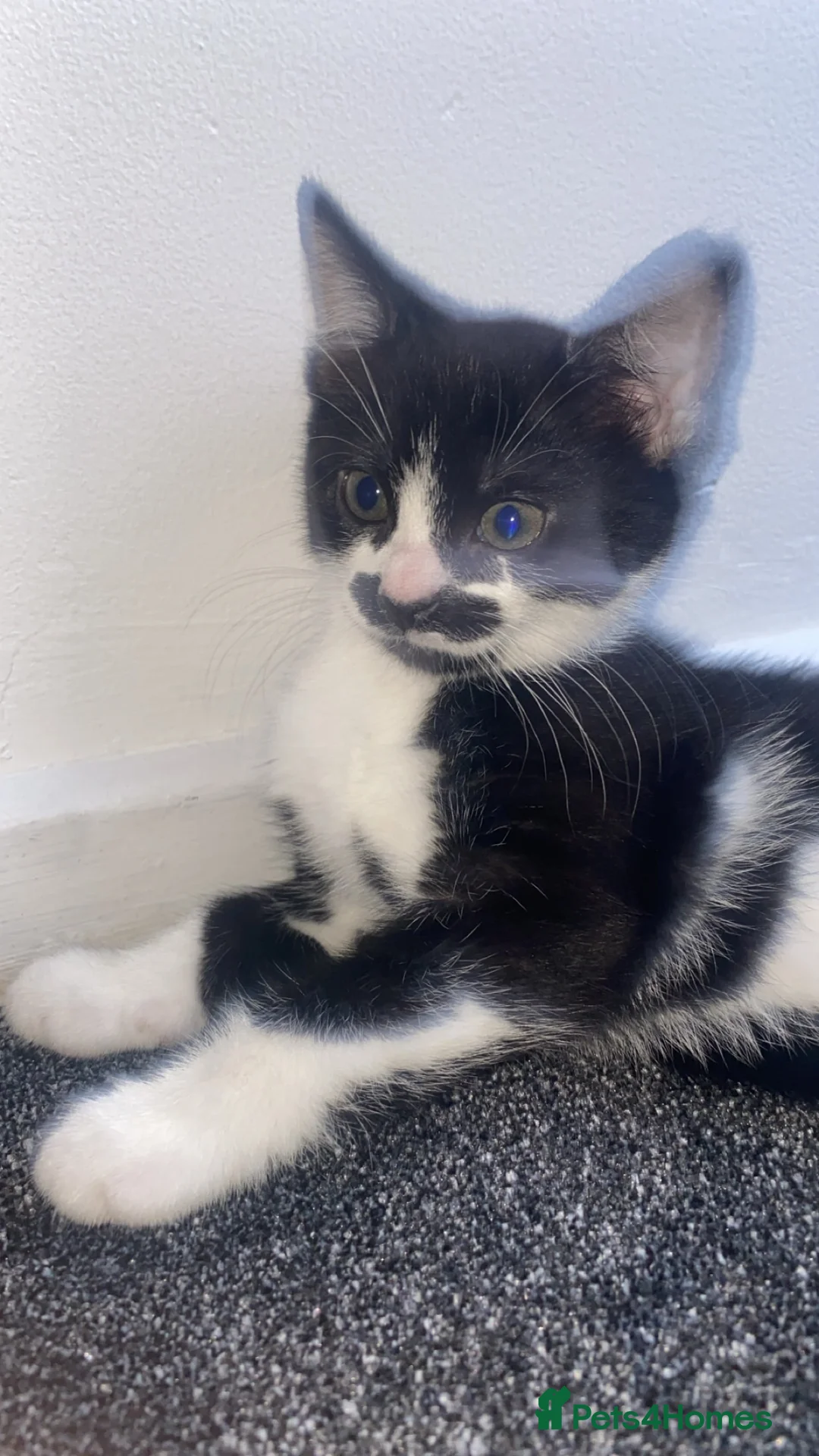 Domestic Shorthair cats for sale: Cute kitten with a moustache awaiting forever home - Advert 2