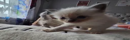 Ragdoll cats for sale: Purebred Ragdoll Kittens, Ready to Go - Advert 36