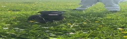 Labrador Retriever dogs for sale: Kc black Labrador puppies  in Welshpool - Advert 3