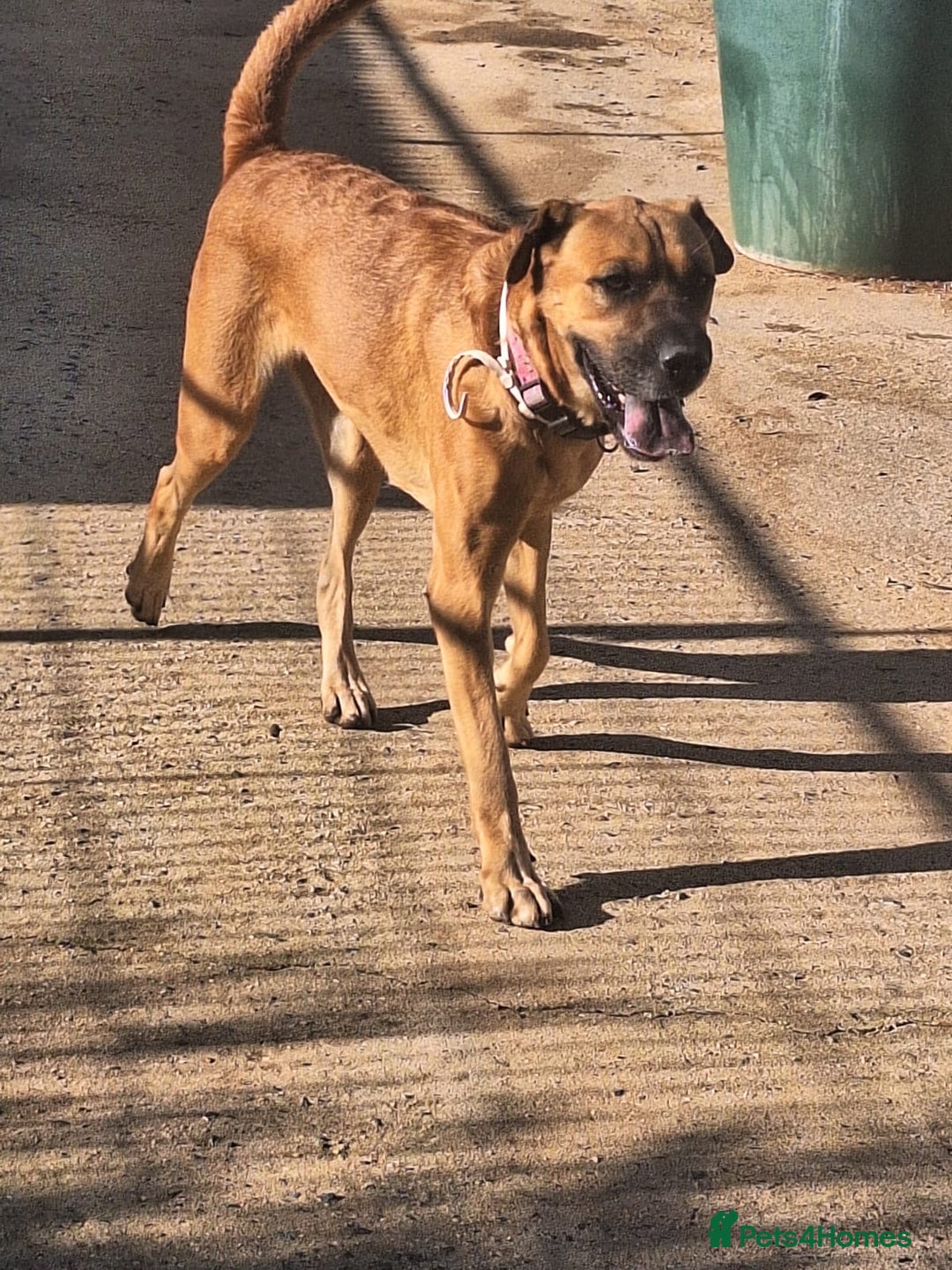 Mixed Breed dogs for adoption: Urgent 🚨 Home for Kobi  in Hengoed - Advert 3