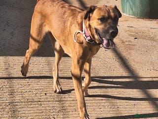 Mixed Breed dogs Sharpie/Lab Faces Uncertain Future in Hengoed - Advert 19