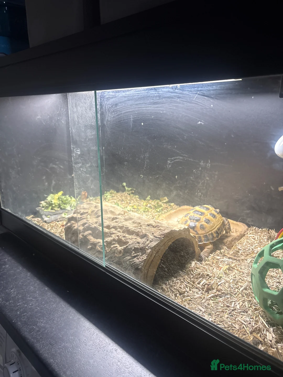 Hermann Tortoise reptiles for sale: Male Tortoise  in Bedford - Advert 2
