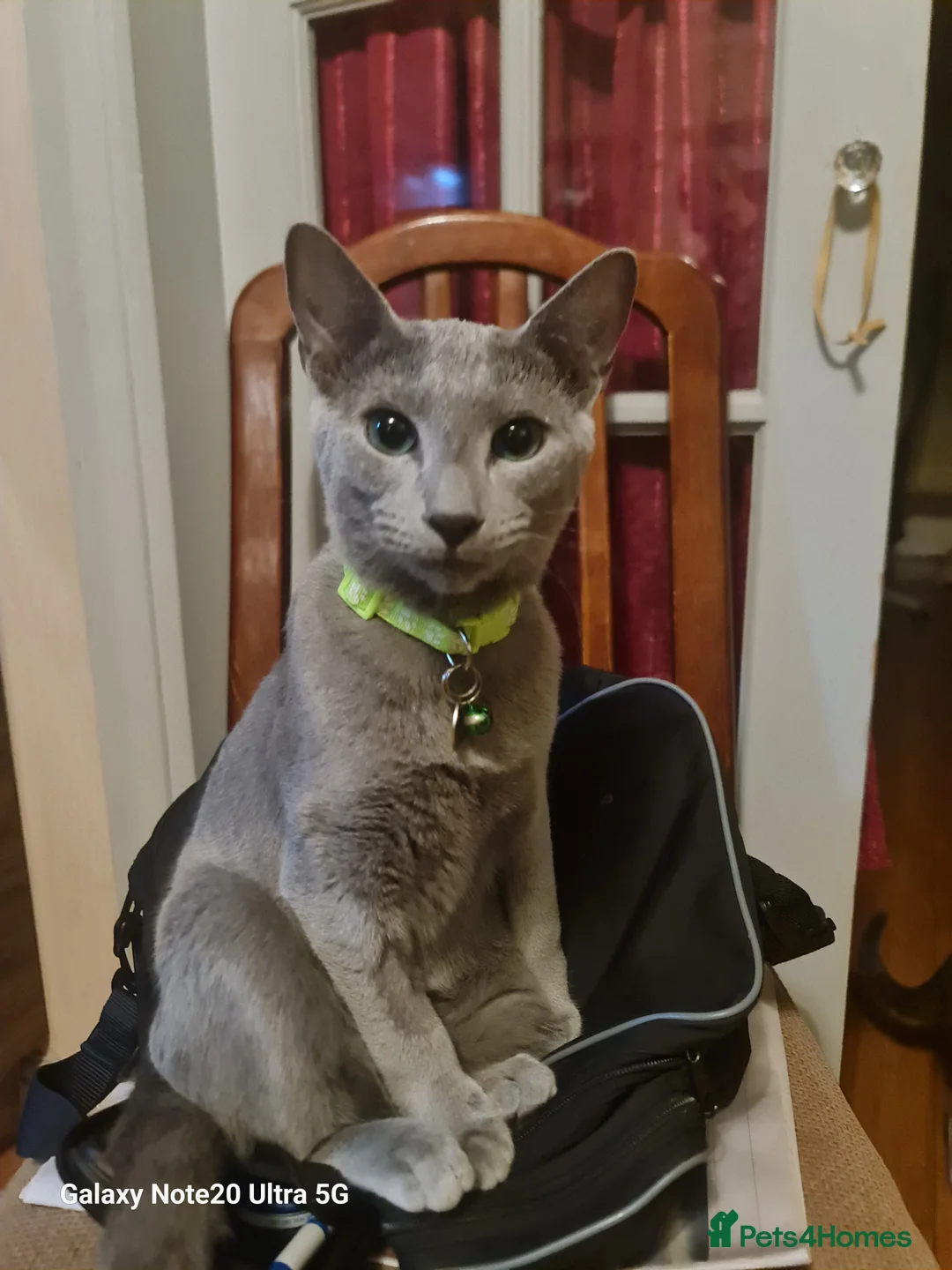 Russian Blue cats for sale: Stunning Russian Blue kittens-pure Pedigree - Advert 1