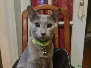 Russian Blue cats Stunning Russian Blue kittens-pure Pedigree - Advert 8