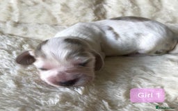Cocker Spaniel dogs for sale: Show Type Health Tested, KC Reg puppies  - Image 14