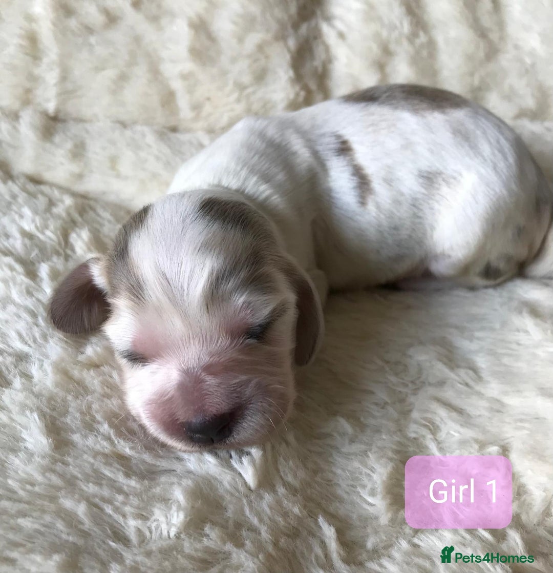 Cocker Spaniel dogs for sale: Show Type Health Tested, KC Reg puppies  - Image 14