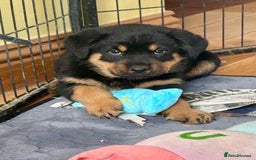 Rottweiler dogs for sale: Stunning chunky big boned Rottweiler puppies - Advert 8