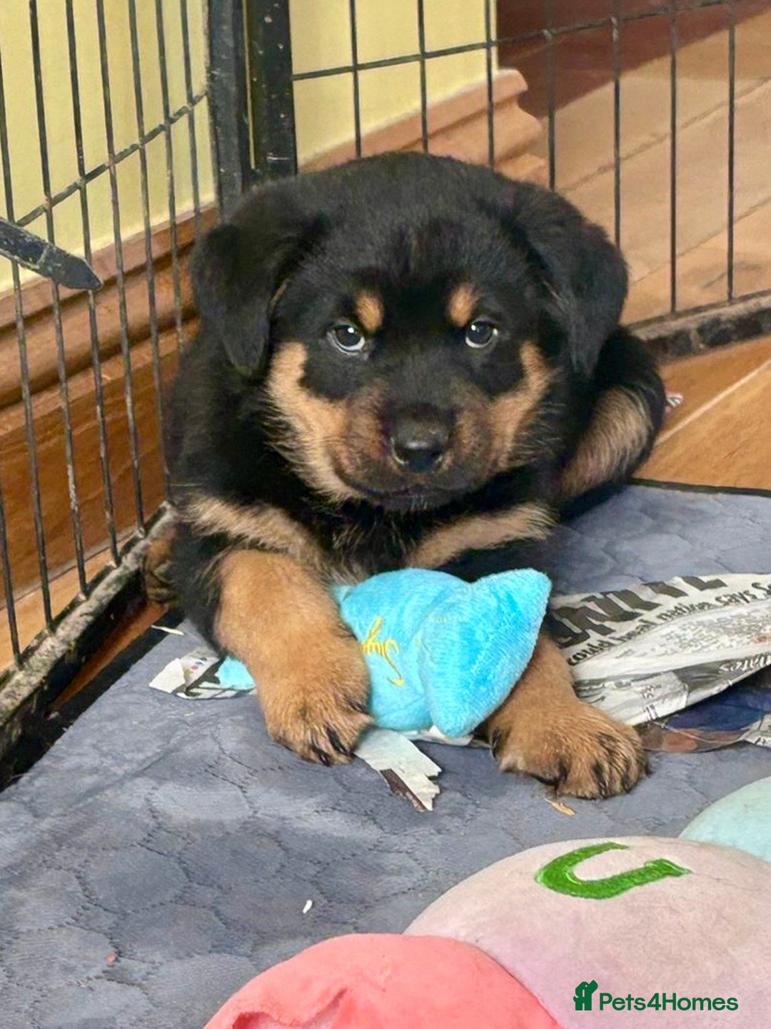 Rottweiler dogs for sale: Stunning chunky big boned Rottweiler puppies - Advert 8